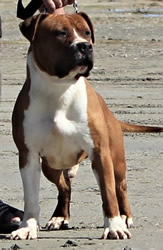 Redplatinum Anesthesia&nbsp;(AI)